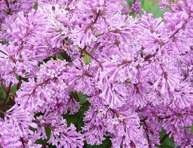 "Minuet" Syringa prestoniae 