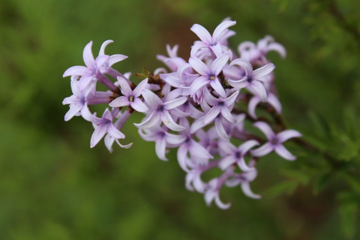 Syringa afganica (protolaciniata)