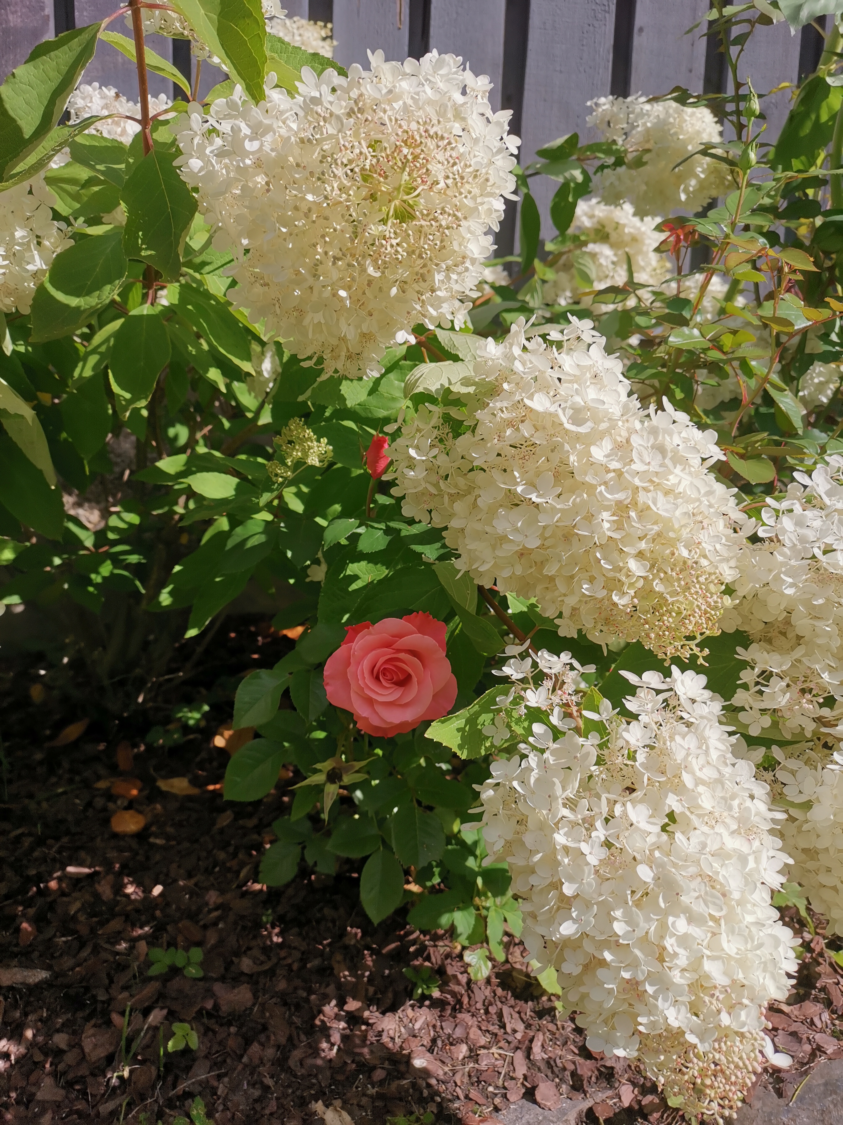 Hydrangea paniculata "Grandifloora"