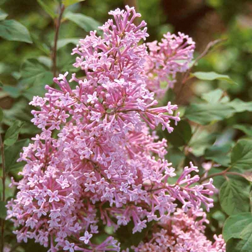 Syringa meyeri "Josee"