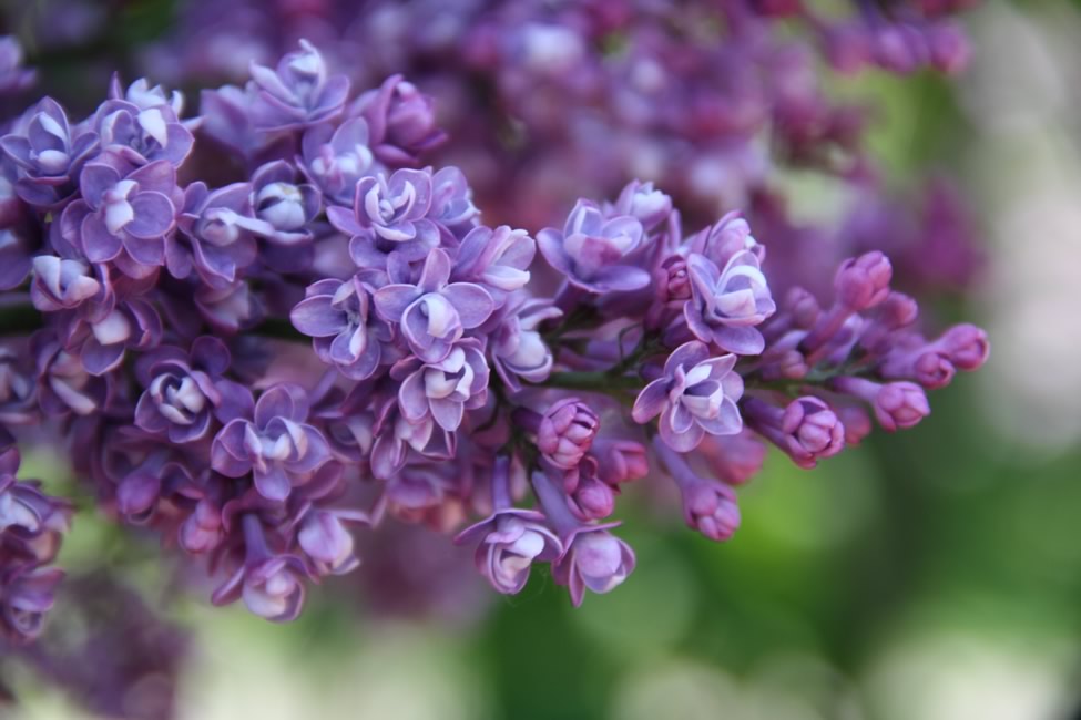 "Leonid Kolesnikov" syringa vulgaris