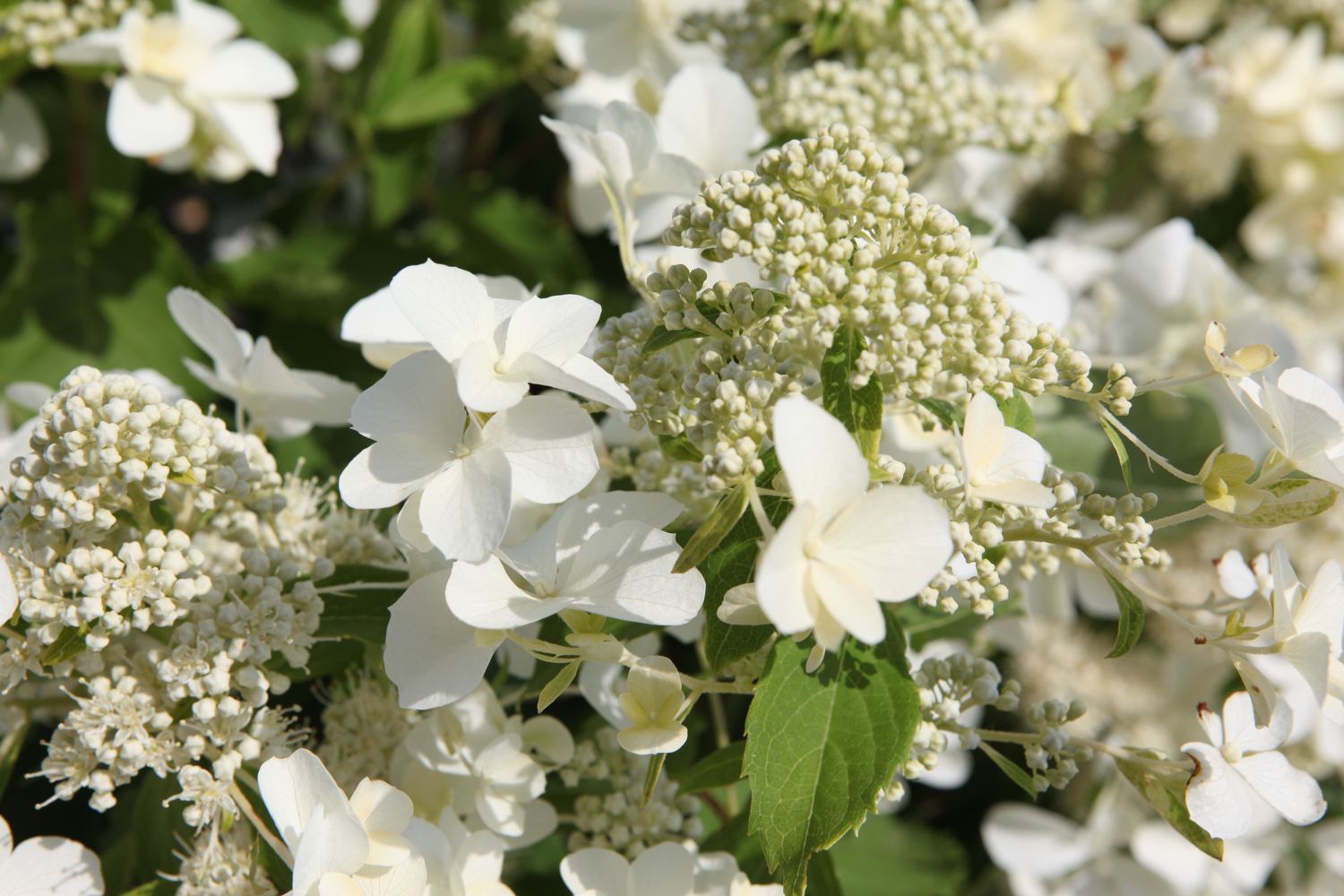 Hydrangea paniculata "Levana"
