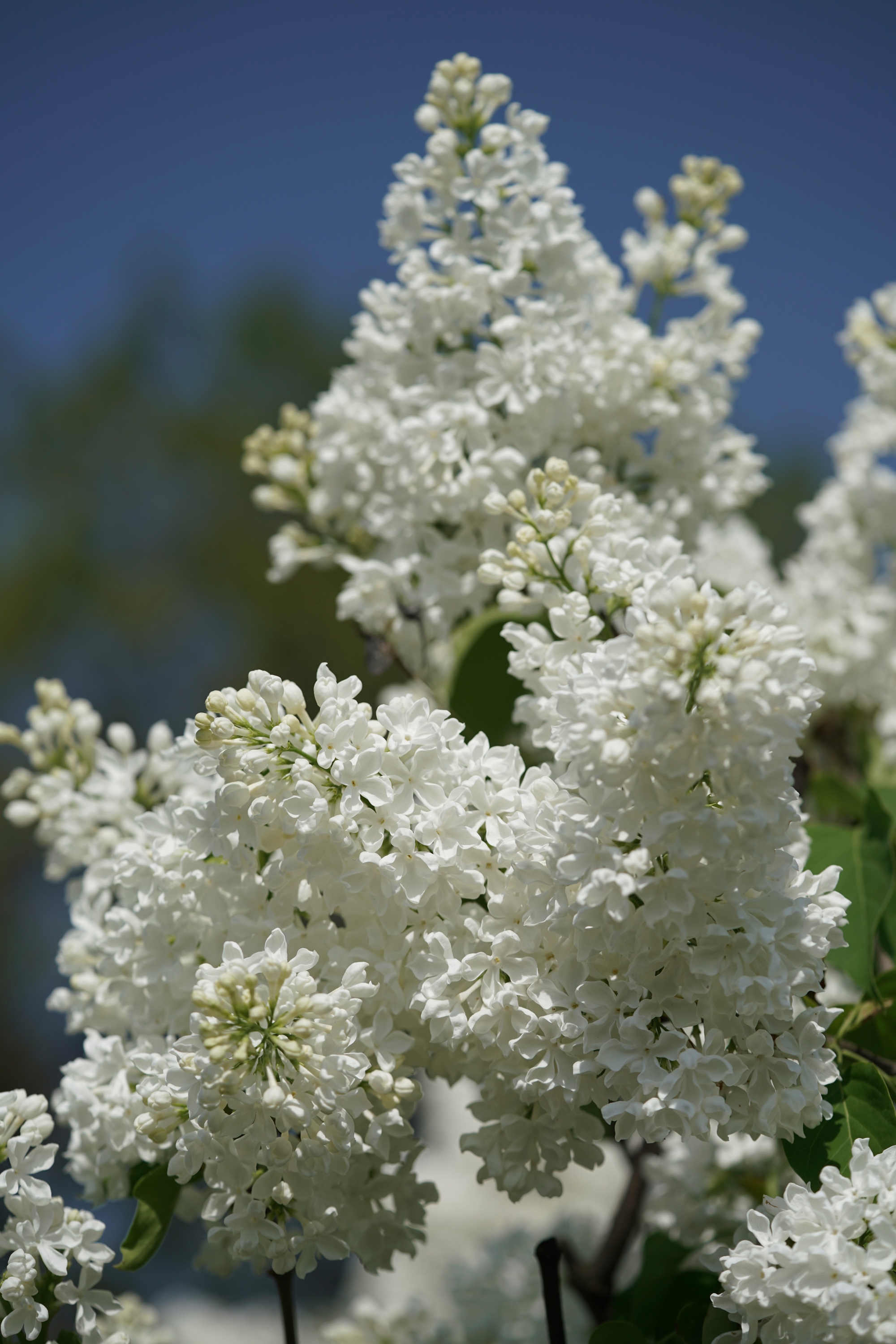 "Māte Ede Upītis" Syringa vulgaris