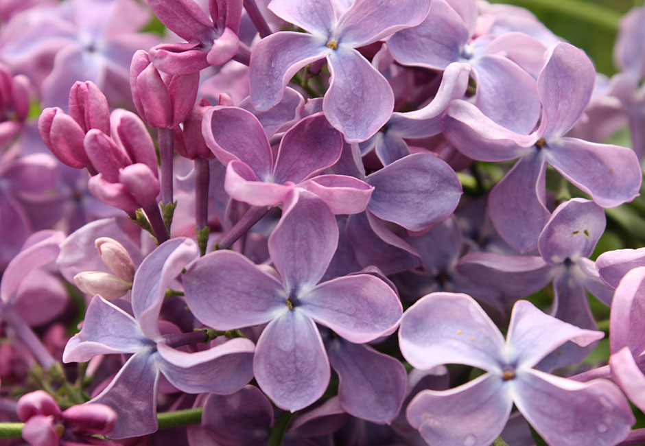 Syringa vulgaris "Mechta"