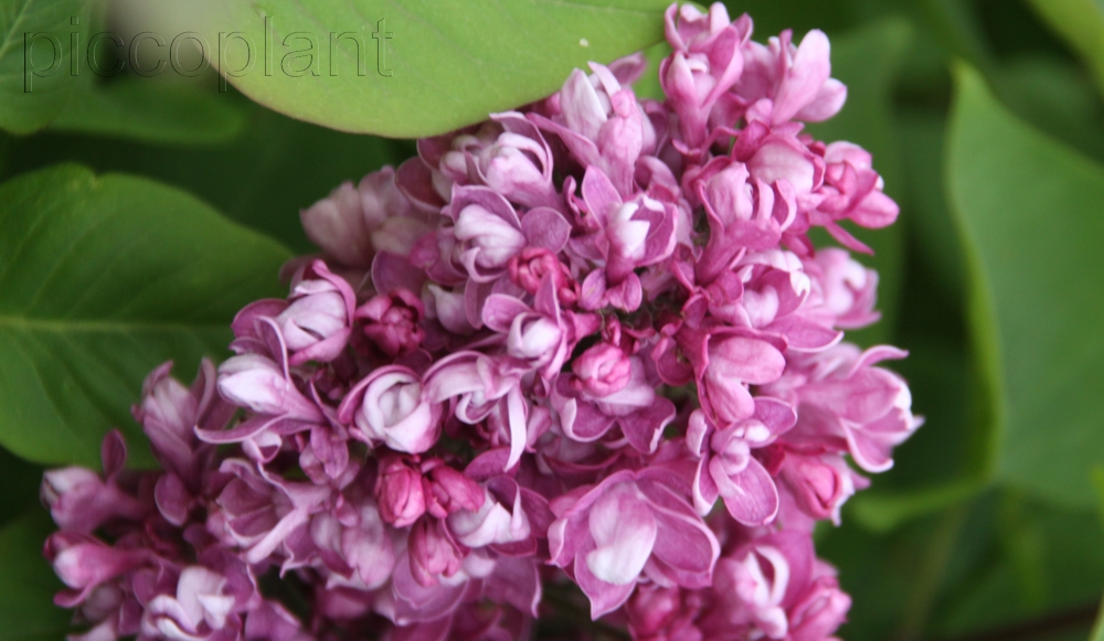 "Mme Nadja N`" Syringa hyacintifloora