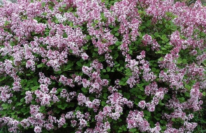 "Palibin" Syringa meyeri