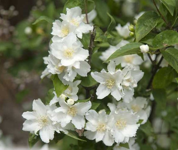 Philadelphus "Dame Blanche"