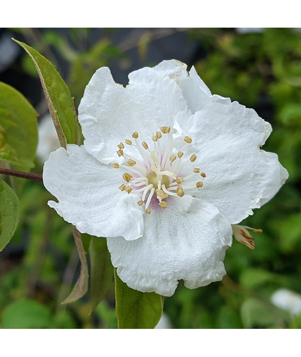 Phyladelphus "Beauclerk"