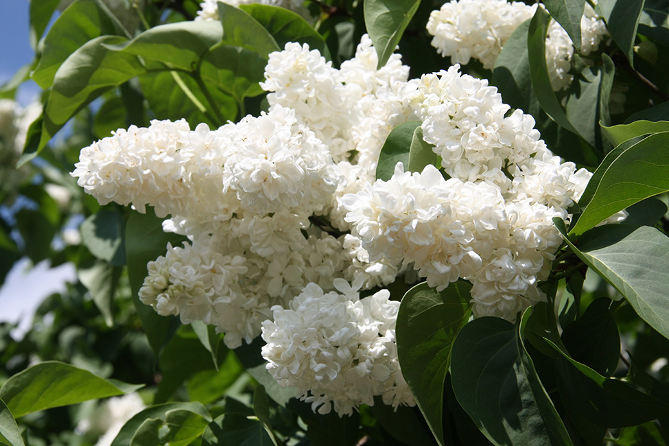 Syringa vulgaris "Princesse Klementine"