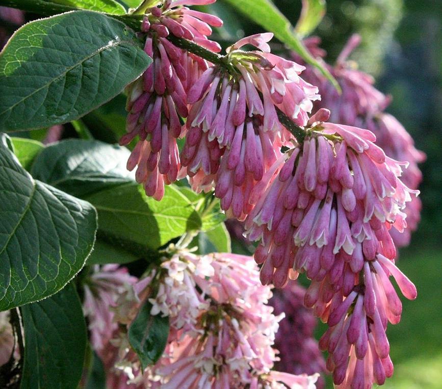 Syringa reflexa  - Liektais ceriņš