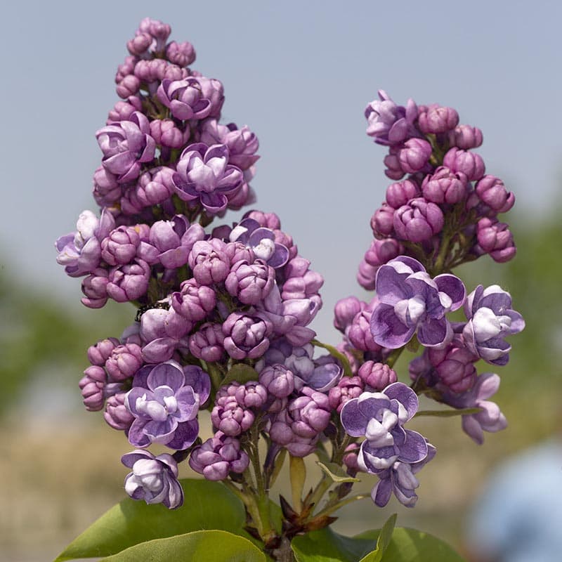 ''Pamyat o Vavilove'' Syringa vulgaris