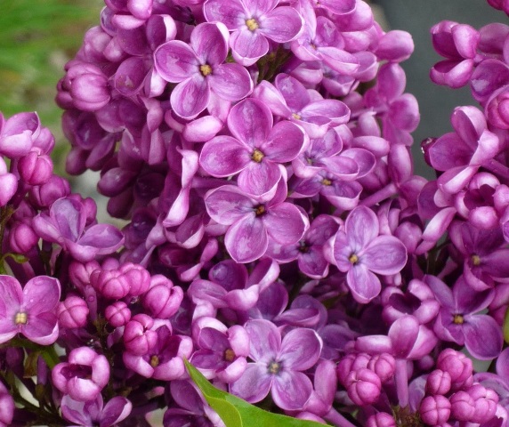 "Etna" Syringa vulgaris