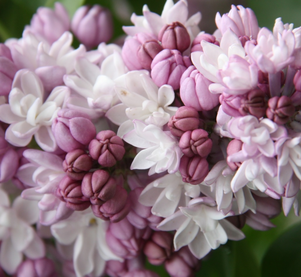 "Fantasy" Syringa hyacintiflora