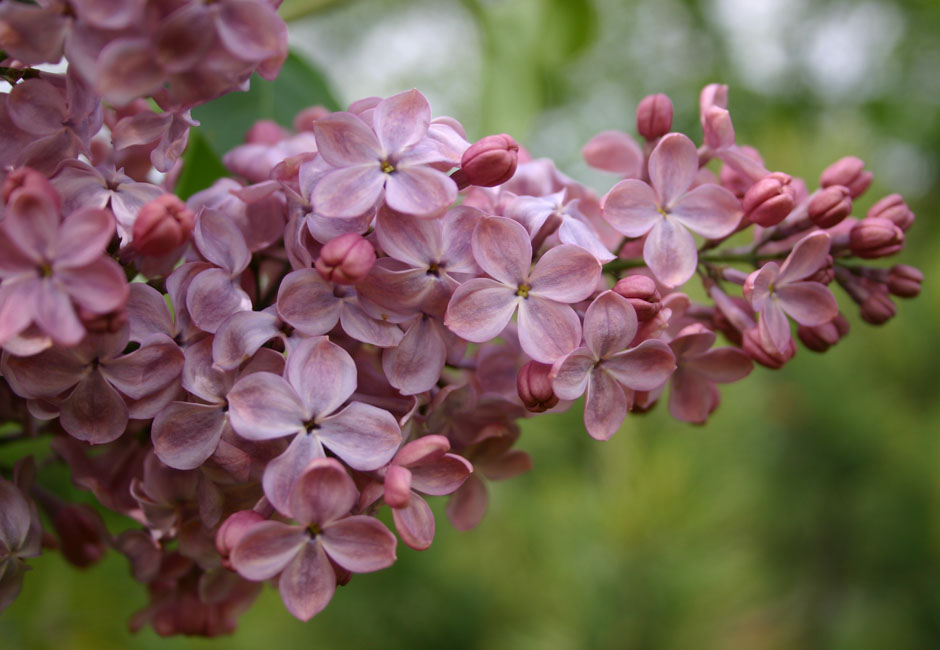 ''Mulatka" Syringa vulgaris