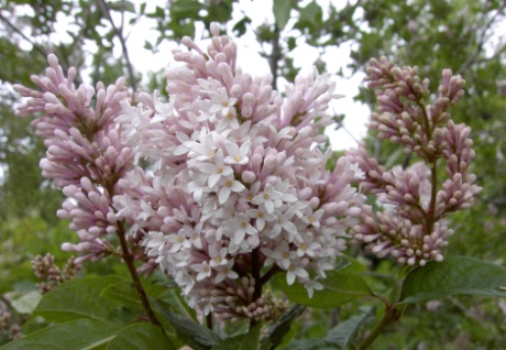 ''Rosea'' Syringa microphylla