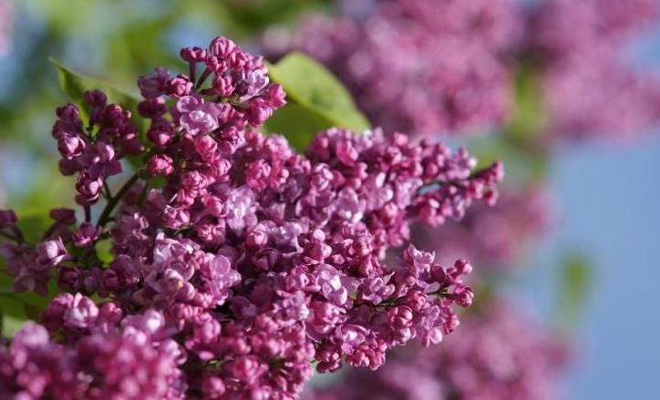 "Gaiziņkalns" Syringa vulgaris