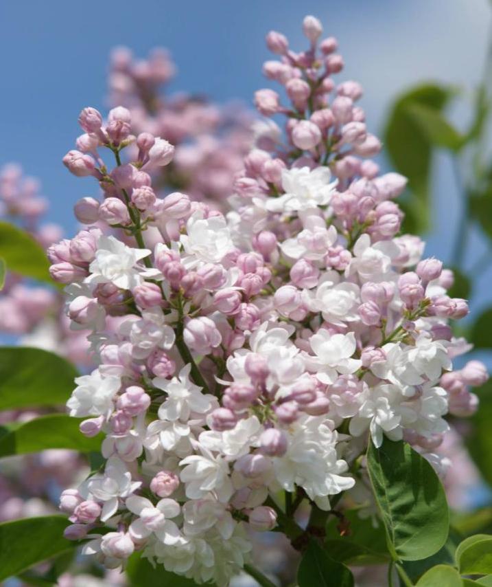 "Krasavitsa  Moskvi"    Syringa vulgaris