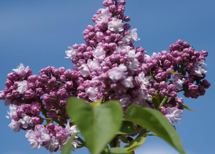 "Marc Micheli" Syringa vulgaris 