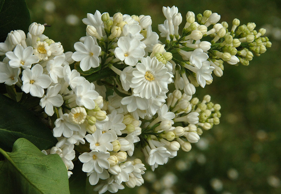 "'Rochester'' Syringa vulgaris