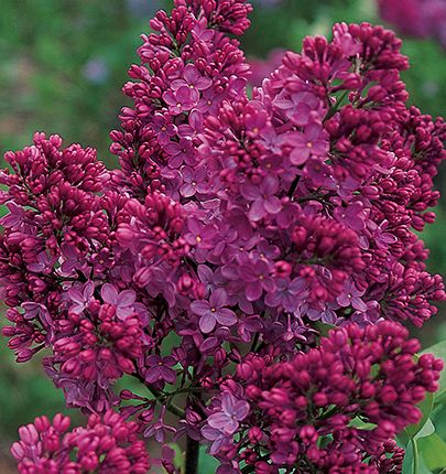 Syringa vulgaris "Congo"