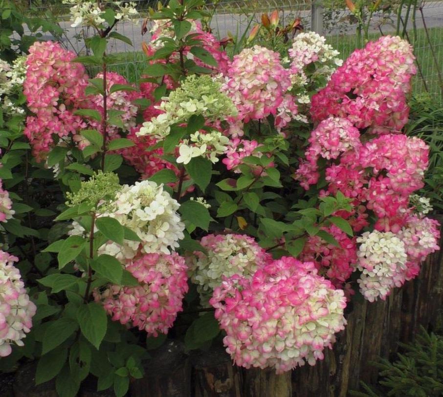 Hydrangea paniculata "Diamant Rouge"