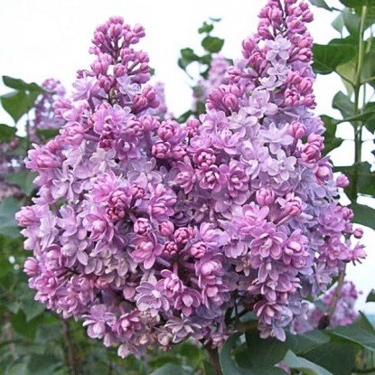 Syringa vulgaris "Kolchoznica"