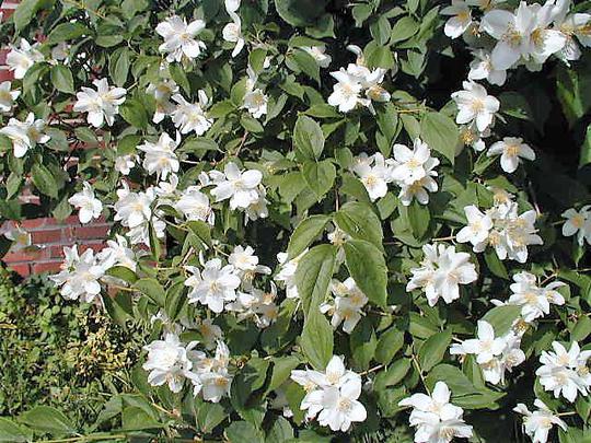 Philadelphus "Lemoinei"
