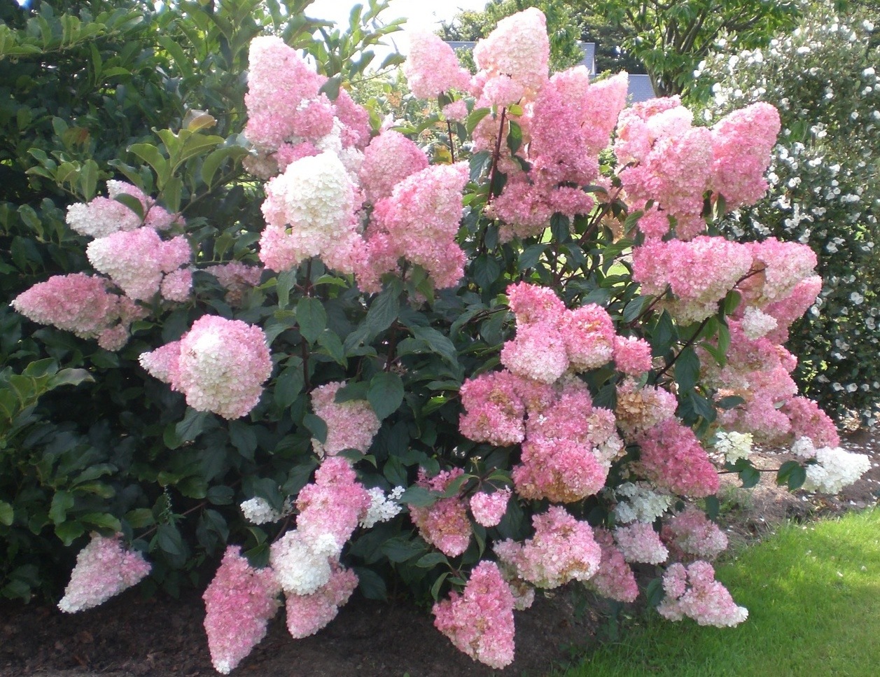 Hydrangea paniculata "Vanille Fraise"