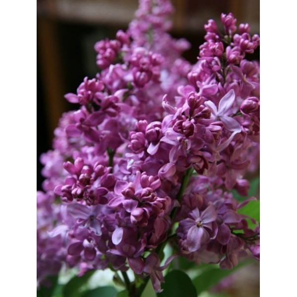 "Bogdan Hmeļņickij" Syringa vulgaris "Bogdan Hmeļņickij" Syringa vulgaris