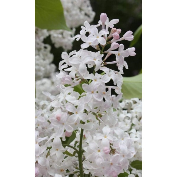 "California Rose" Syringa x. Hyacinthiflora "California Rose" Syringa x. Hyacinthiflora