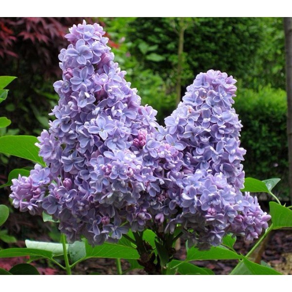 "Carpe Diem"Syringa vulgaris