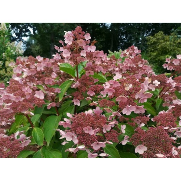 Hydrangea paniculata 'Dharuma' Hydrangea paniculata 'Dharuma'