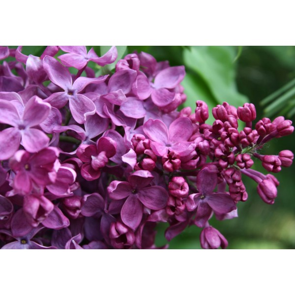 "Indiya" Syringa vulgaris