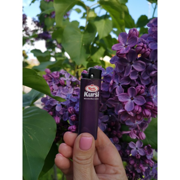 "Jaunkalsnavas Nakts" Syringa vulgaris "Jaunkalsnavas Nakts" Syringa vulgaris