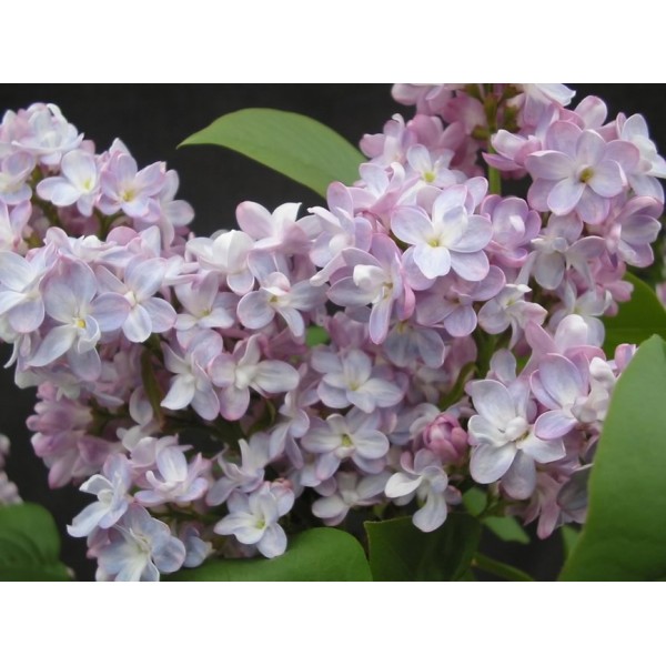 "Belle de Nancy" syringa vulgaris