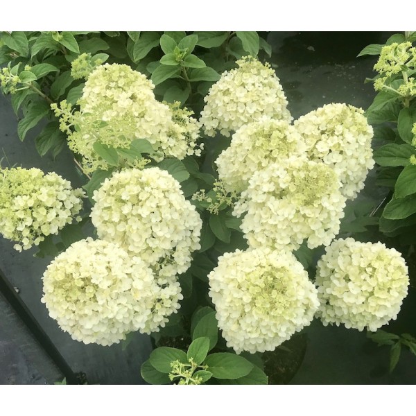 Hydrangea paniculata "Little Lime" Hydrangea paniculata "Little Lime"