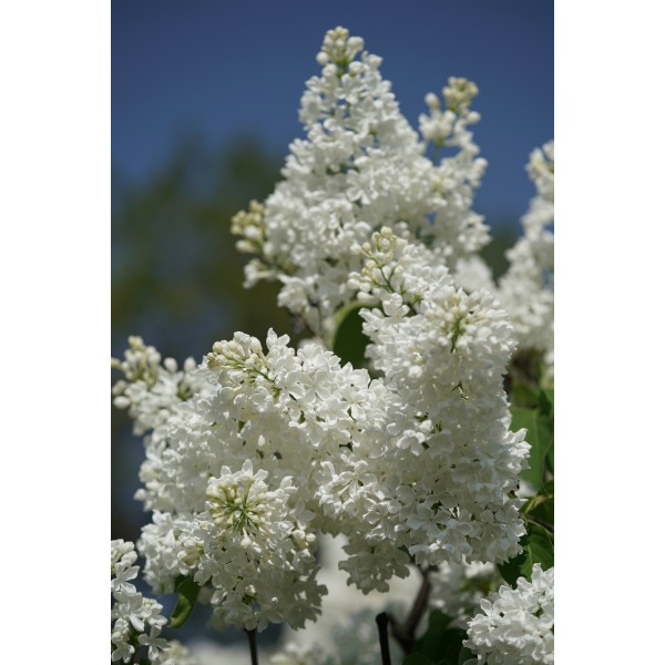 "Māte Ede Upītis" Syringa vulgaris "Māte Ede Upītis" Syringa vulgaris