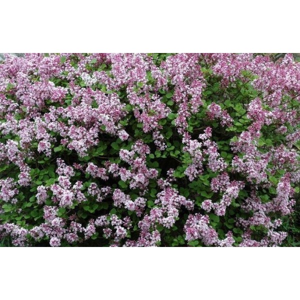 "Palibin" Syringa meyeri "Palibin" Syringa meyeri