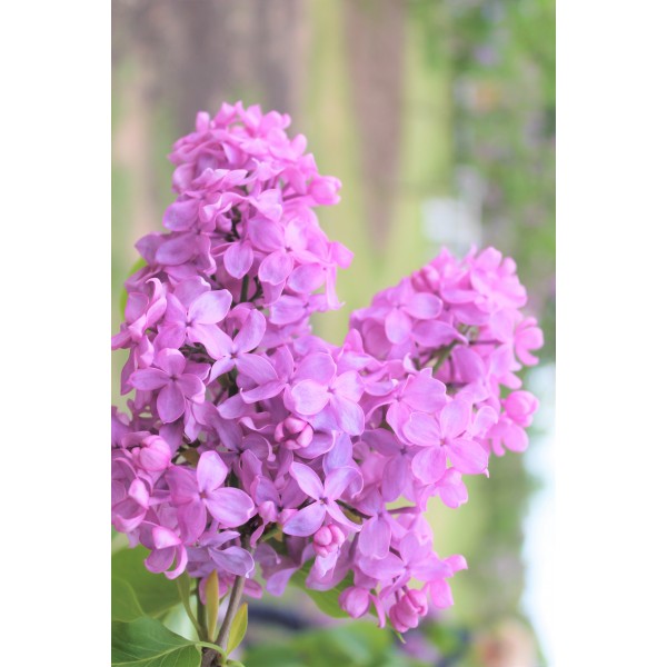 ''Peerless Pink'' Syringa vulgaris