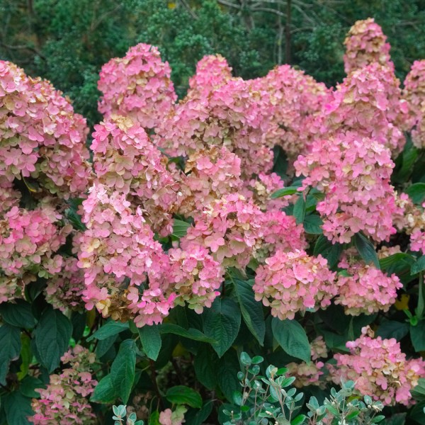 Hydrangea paniculata "Pink Diamond" Hydrangea paniculata "Pink Diamond"