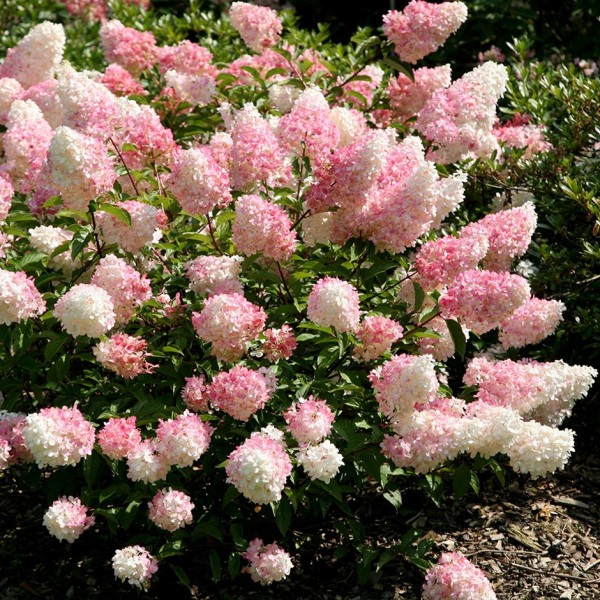 Hydrangea paniculata "Pink Lady" Hydrangea paniculata "Pink Lady"