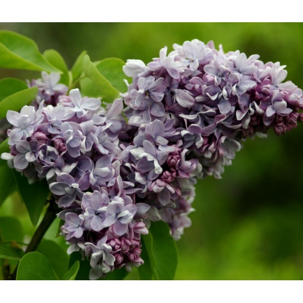 ''President Pointcare'' Syringa vulgaris