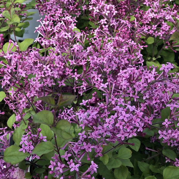 'Dark Purple' Syringa Bloomerang® 'Dark Purple' Syringa Bloomerang®