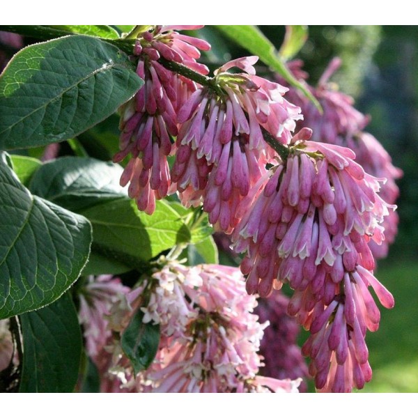 Syringa reflexa - Liektais ceriņš Syringa reflexa - Liektais ceriņš