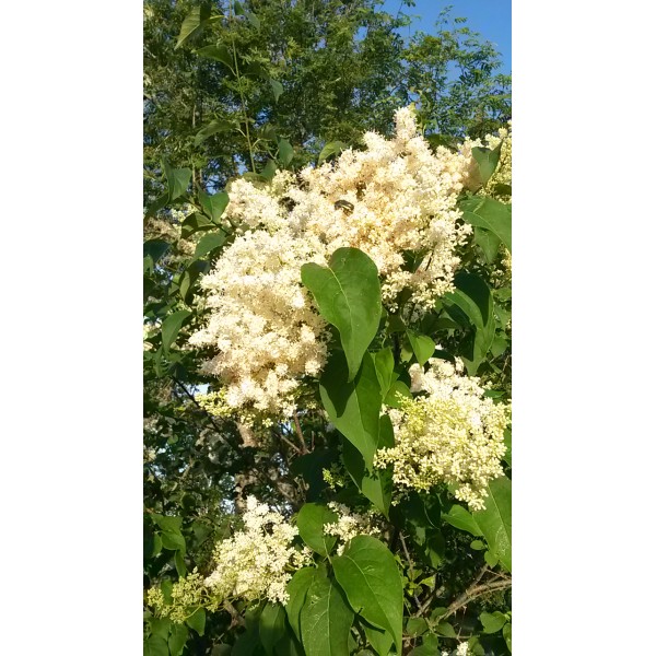 Syringa reticulata subsp.amurensis "Amūras ceriņš" Syringa reticulata subsp.amurensis "Amūras ceriņš"