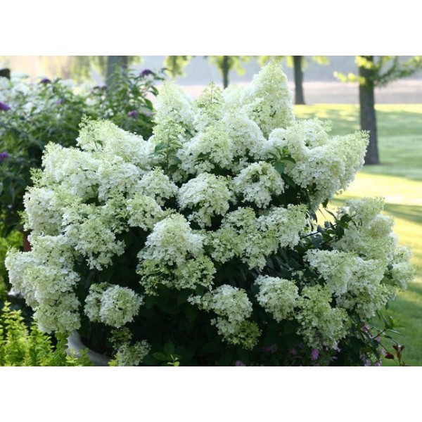 Hydrangea paniculata "Bobo" Hydrangea paniculata "Bobo"