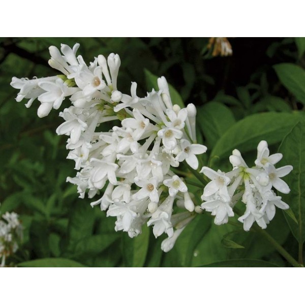 "Holger" Syringa josikae 