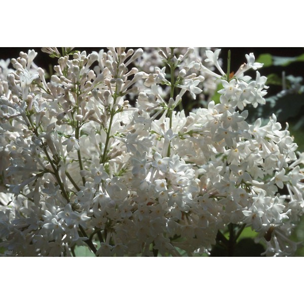 "Agnes Smith" Syringa prestoniae