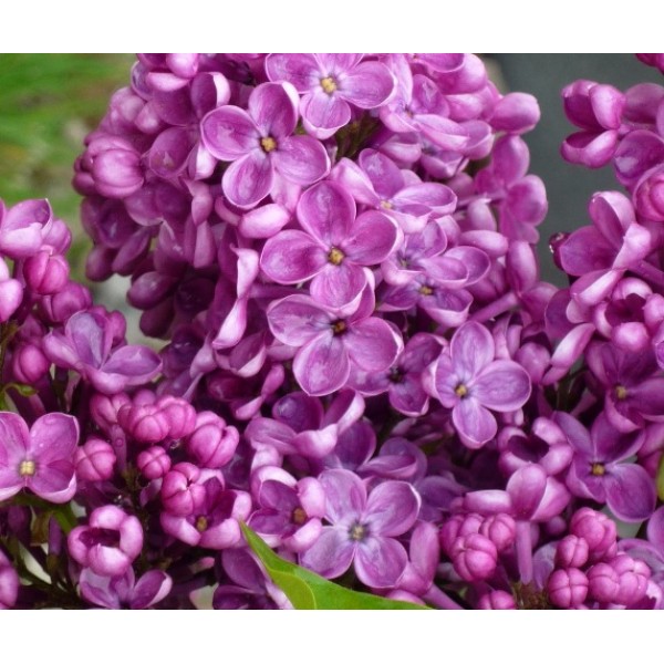 "Etna" Syringa vulgaris