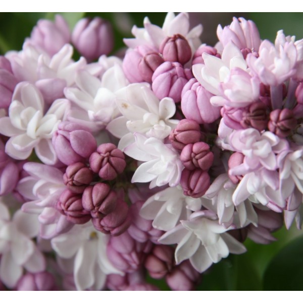 "Fantasy" Syringa hyacintiflora